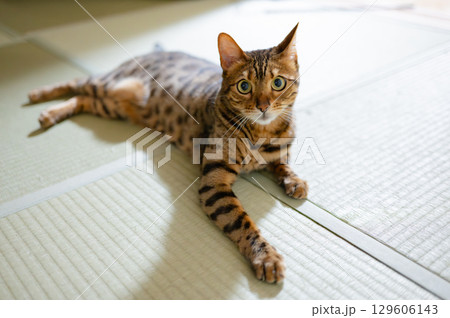床に寝そべる猫（ベンガルキャット） 129606143
