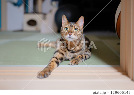床に寝そべる猫（ベンガルキャット） 129606145