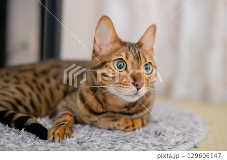 床に寝そべる猫（ベンガルキャット） 129606147