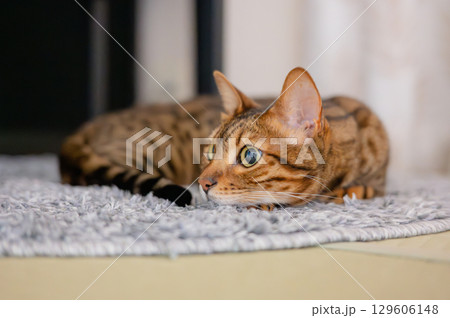 床に寝そべる猫(ベンガルキャット) 床に寝そべる猫(ベンガルキャット) 129606148