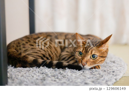 床に寝そべる猫(ベンガルキャット) 床に寝そべる猫(ベンガルキャット) 129606149