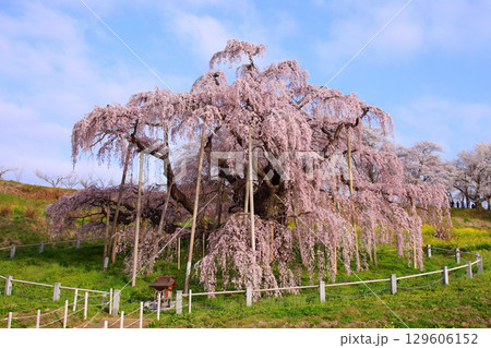 三春町　滝桜 129606152