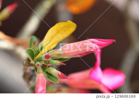 サバクノバラバナの花の蕾 サバクノバラバナの花の蕾 129606169