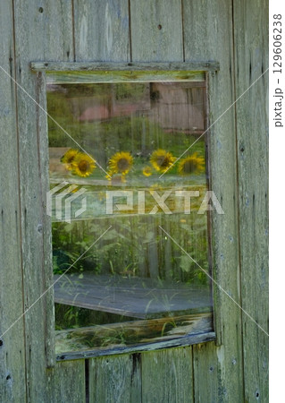 小屋の窓に映るひまわりの夏イメージ 129606238
