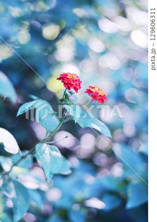 輝く背景とランタナの花 輝く背景とランタナの花 129606311