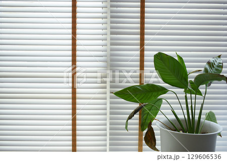 white window blinds and green leaf in home, object for decorate interior of house white window blinds and green leaf in home, object for decorate interior of house 129606536
