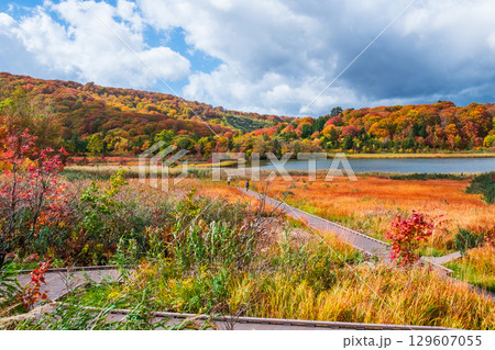 八幡平大沼（秋） 129607055