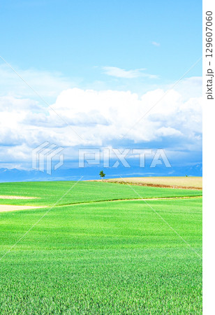 風を感じる爽やかな夏の北海道の一本の木があるシンプルな風景 風を感じる爽やかな夏の北海道の一本の木があるシンプルな風景 129607060