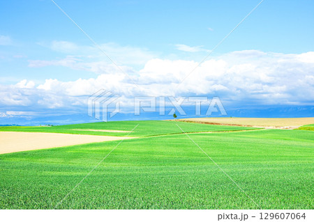 風を感じる爽やかな夏の北海道の一本の木があるシンプルな風景 129607064