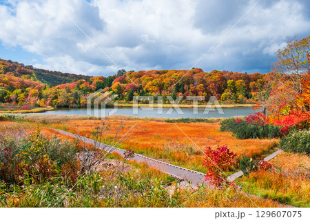 八幡平大沼（秋） 129607075
