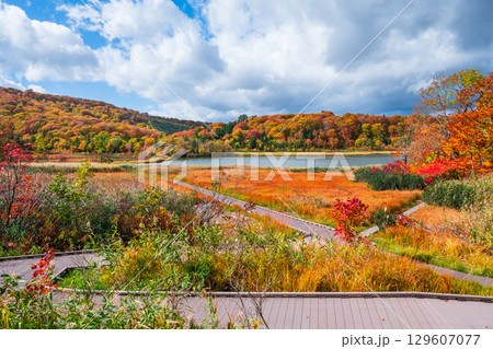 八幡平大沼（秋） 129607077