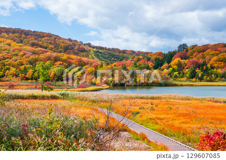 八幡平大沼（秋） 129607085