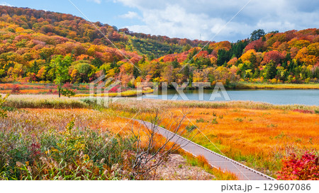 八幡平大沼（秋） 129607086