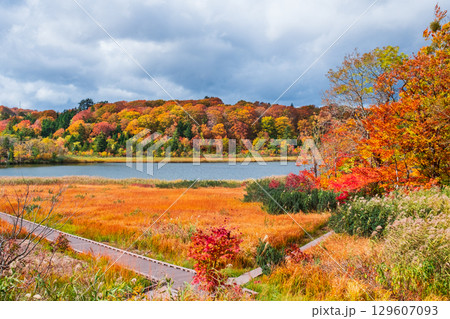 八幡平大沼（秋） 129607093