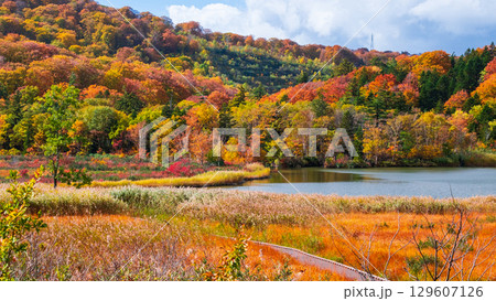 八幡平大沼（秋） 129607126