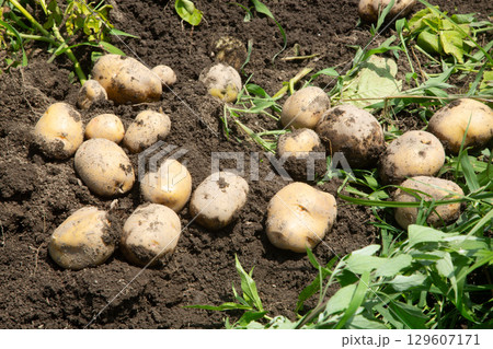 自然農法で収穫されたじゃがいも 129607171