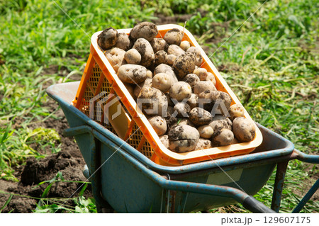 自然農法で収穫されたじゃがいも 129607175