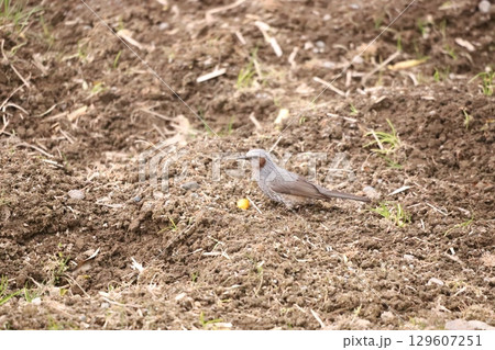 金柑を食べているヒヨドリ 金柑を食べているヒヨドリ 129607251