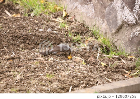 金柑を食べているヒヨドリ 129607258