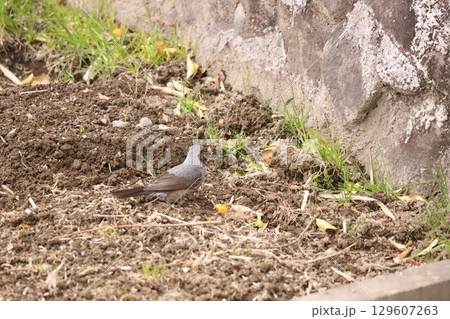 金柑を食べているヒヨドリ 129607263