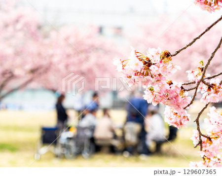 春の訪れを告げる満開の華やかな河津桜とお花見をする家族 春の訪れを告げる満開の華やかな河津桜とお花見をする家族 129607365