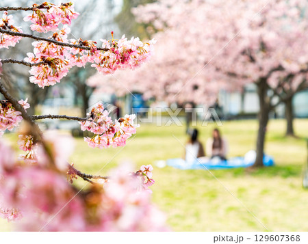 春の訪れを告げる満開の華やかな河津桜とお花見をする家族 129607368