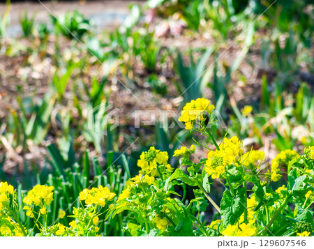 春の訪れ　早春のうららかな陽射しを浴びる菜の花 129607546