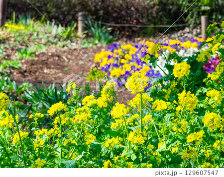 春の訪れ　早春のうららかな陽射しを浴びる菜の花 129607547