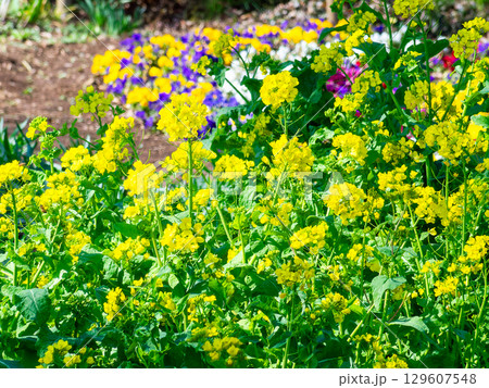 春の訪れ　早春のうららかな陽射しを浴びる菜の花 129607548