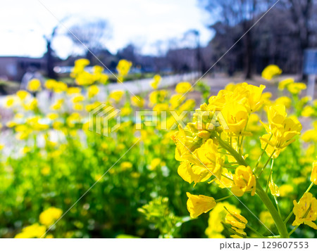 春の訪れ　早春のうららかな陽射しを浴びる菜の花 129607553