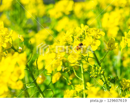 春のたより　満開の菜の花畑で蜜を集めるかわいいミツバチ 129607619