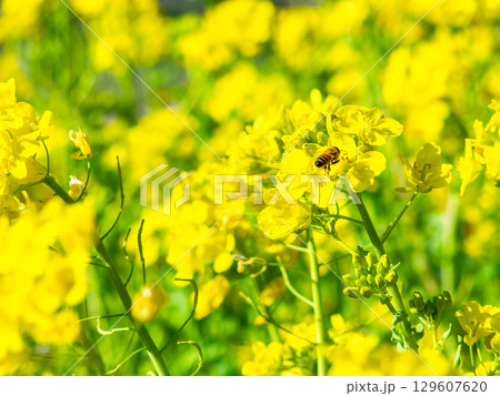 春のたより　満開の菜の花畑で蜜を集めるかわいいミツバチ 129607620