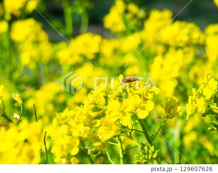 春のたより 満開の菜の花畑で蜜を集めるかわいいミツバチ 春のたより 満開の菜の花畑で蜜を集めるかわいいミツバチ 129607626