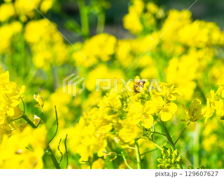 春のたより 満開の菜の花畑で蜜を集めるかわいいミツバチ 春のたより 満開の菜の花畑で蜜を集めるかわいいミツバチ 129607627