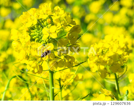春のたより　満開の菜の花畑で蜜を集めるかわいいミツバチ 129607636