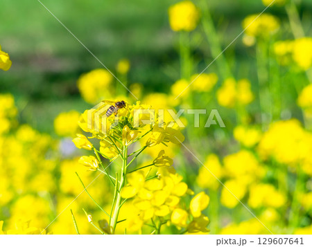 春のたより　満開の菜の花畑で蜜を集めるかわいいミツバチ 129607641
