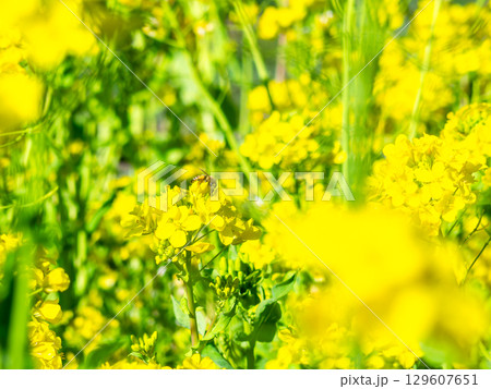 春のたより 満開の菜の花畑で蜜を集めるかわいいミツバチ 春のたより 満開の菜の花畑で蜜を集めるかわいいミツバチ 129607651