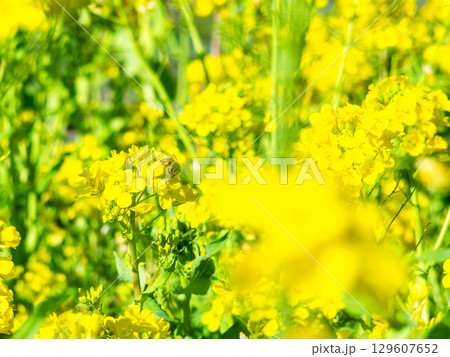 春のたより　満開の菜の花畑で蜜を集めるかわいいミツバチ 129607652
