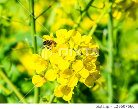 春のたより　満開の菜の花畑で蜜を集めるかわいいミツバチ 129607666