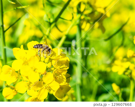 春のたより 満開の菜の花畑で蜜を集めるかわいいミツバチ 春のたより 満開の菜の花畑で蜜を集めるかわいいミツバチ 129607668