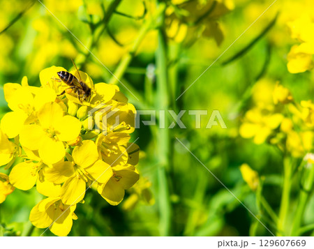 春のたより 満開の菜の花畑で蜜を集めるかわいいミツバチ 春のたより 満開の菜の花畑で蜜を集めるかわいいミツバチ 129607669