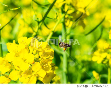 春のたより　満開の菜の花畑で蜜を集めるかわいいミツバチ 129607672