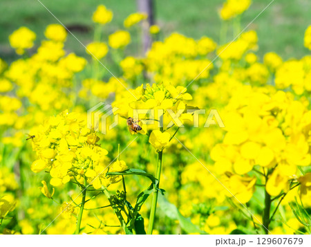 春のたより 満開の菜の花畑で蜜を集めるかわいいミツバチ 春のたより 満開の菜の花畑で蜜を集めるかわいいミツバチ 129607679