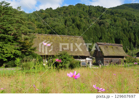 白川郷合掌造りの和田家（一般公開） 129607697