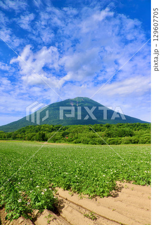 ジャガイモ畑と羊蹄山（北海道・真狩村） 129607705