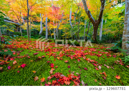 紅葉に包まれた祇王寺 129607781