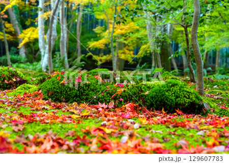紅葉に包まれた祇王寺 129607783
