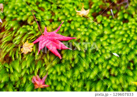 苔の上に落ちた紅葉 苔の上に落ちた紅葉 129607833