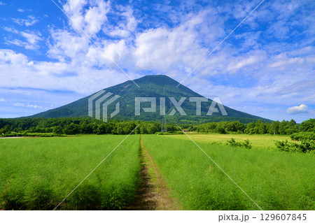 アスパラガス畑と羊蹄山（北海道・真狩村） 129607845