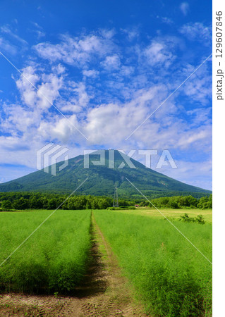 アスパラガス畑と羊蹄山（北海道・真狩村） 129607846